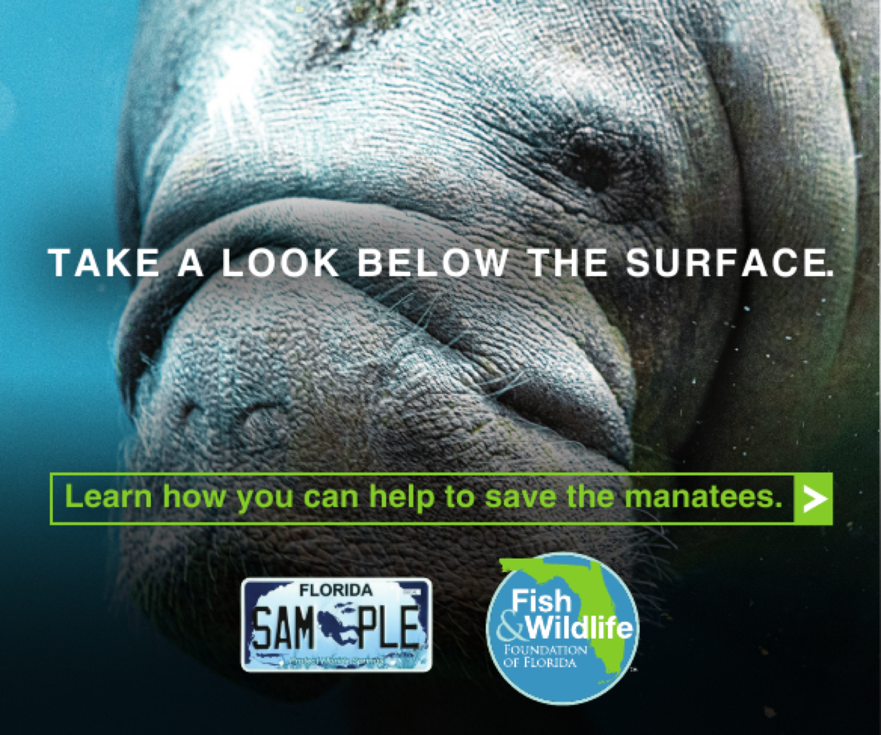 Digital manatee campaign advertisement